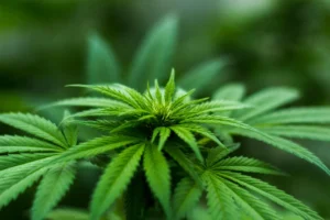 Colorado Launches Affordable Cannabis Medicine Program