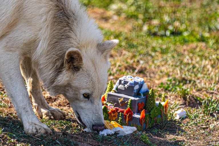 Colossal Marks Romulus & Remus’ First Birthday
