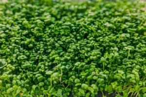 Study Finds AeroFarms® Micro Broccoli Has Up to 35x More Nutrients Than Broccoli Florets