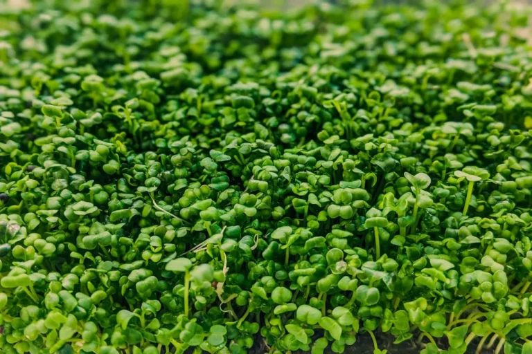 Study Finds AeroFarms® Micro Broccoli Has Up to 35x More Nutrients Than Broccoli Florets