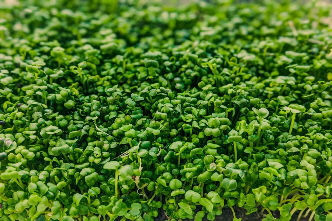 Study Finds AeroFarms® Micro Broccoli Has Up to 35x More Nutrients Than Broccoli Florets