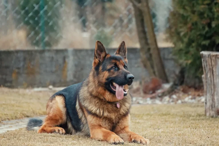 Zoetis Receives Health Canada Approval for Lenivia® to Treat OA Pain in Dogs