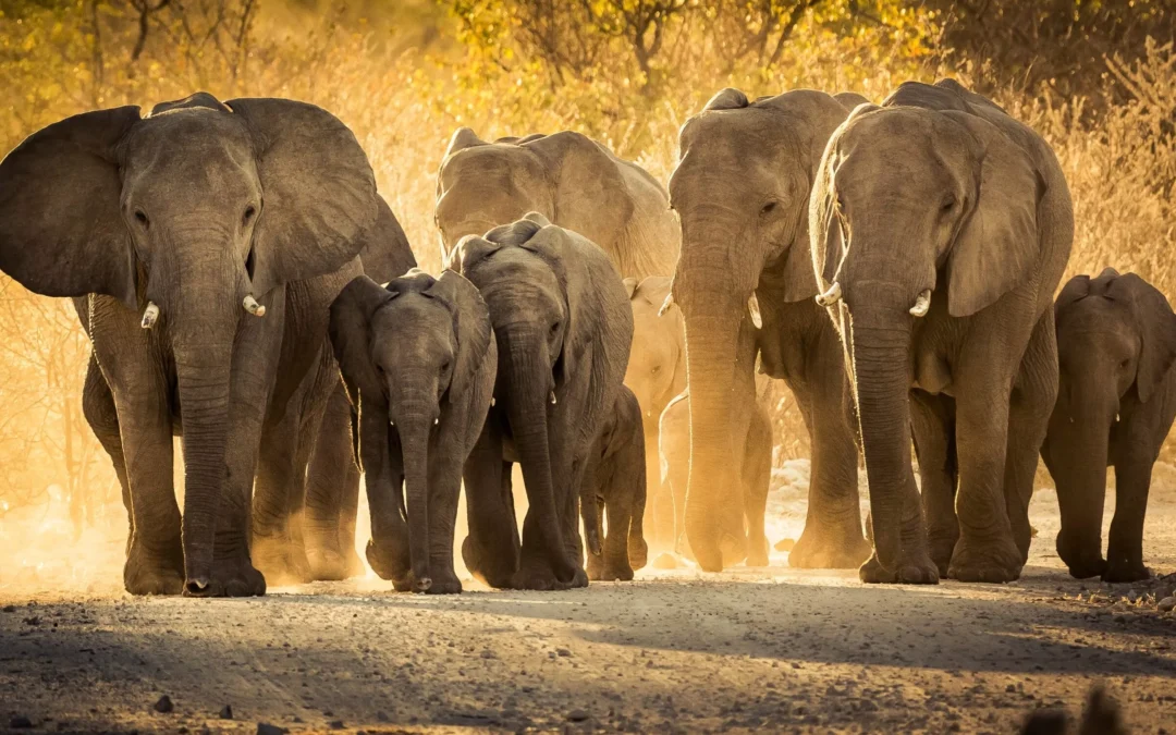 IFAW Backs Science-Based African Elephant Counts